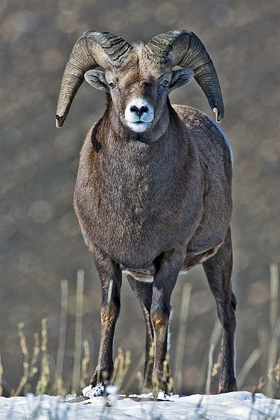 Male Bighorn Sheep