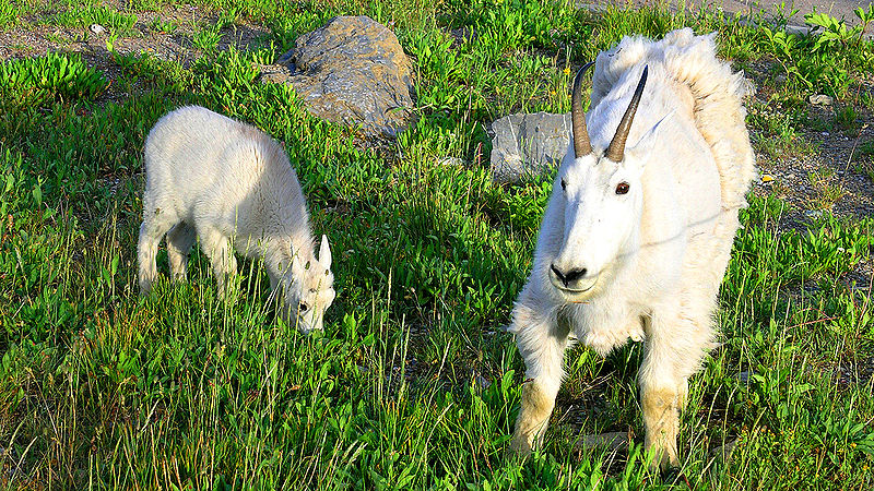 Mountain Goat