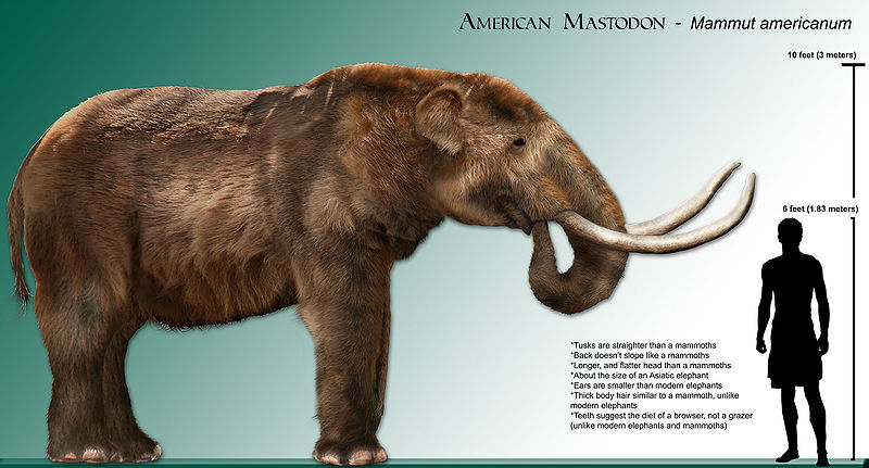 North American Mastodon