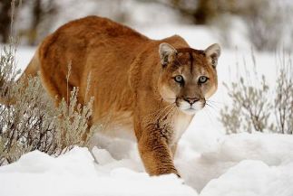 Book of Mormon lion in the snow