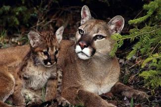 Book of Mormon lion and spotted cub