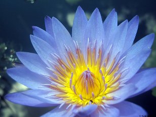 Egyptian blue water lily