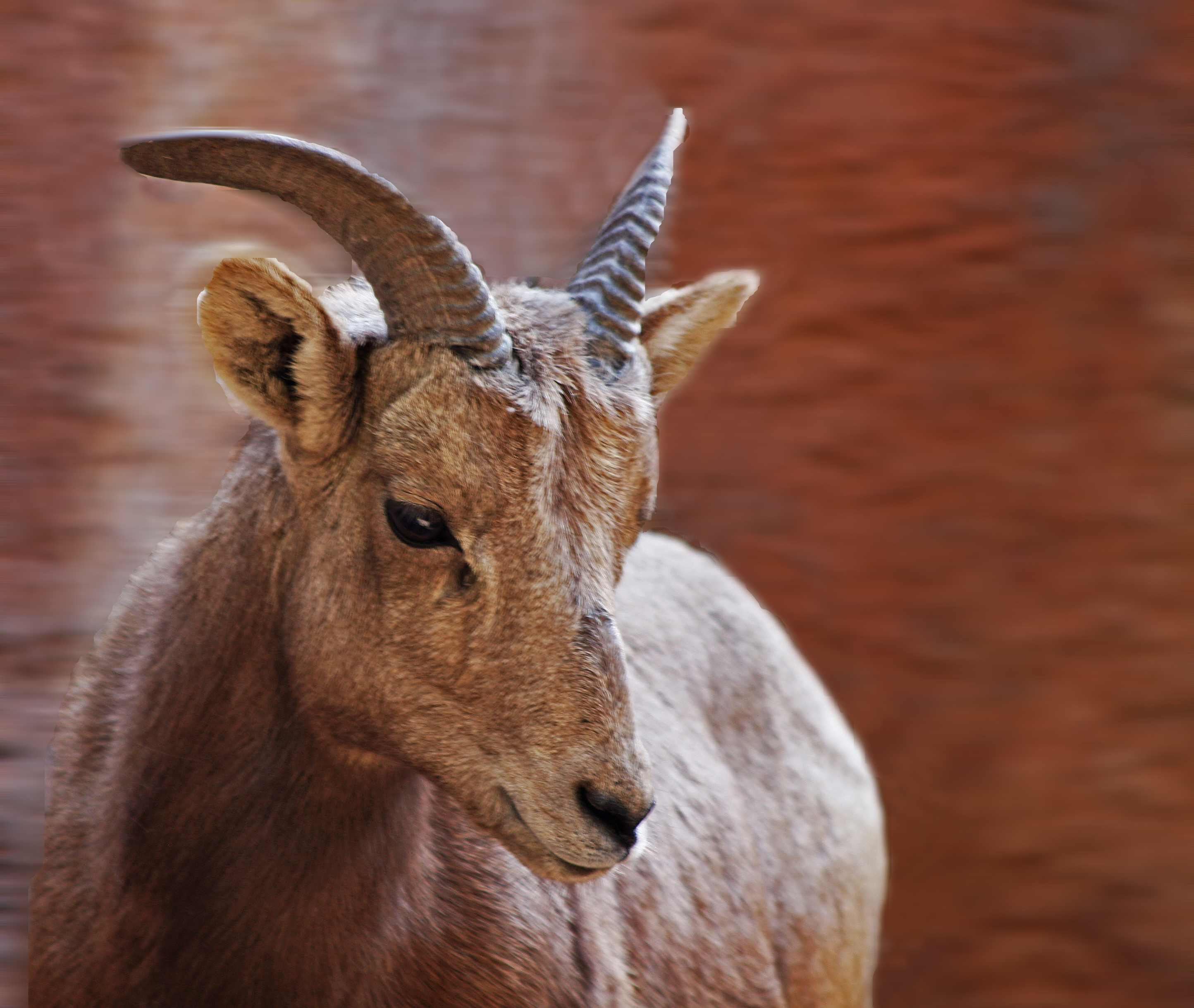 Female Bighorn