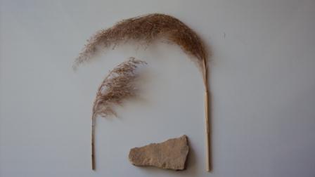 Limestone and Reeds
